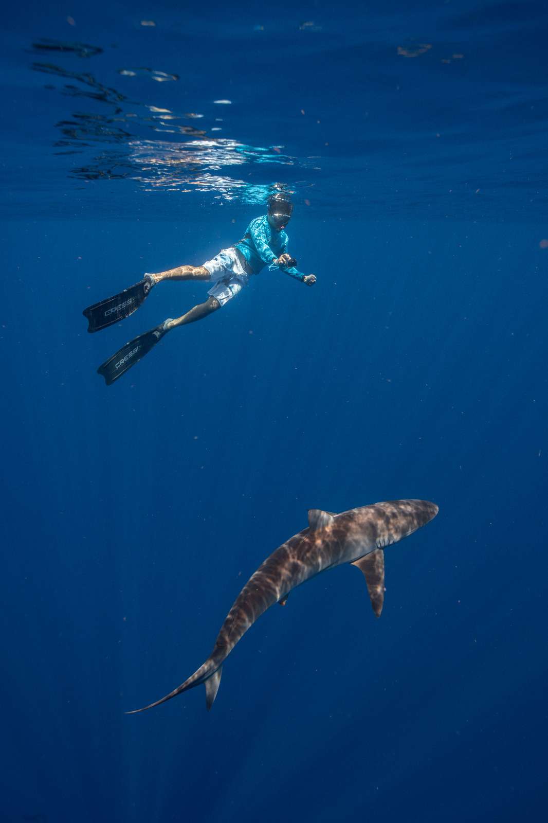 What Is a Silky Shark?